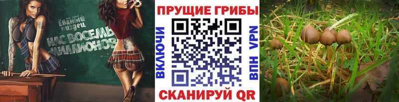 Галлюциногенные грибы GOLDEN TEACHER Вихоревка